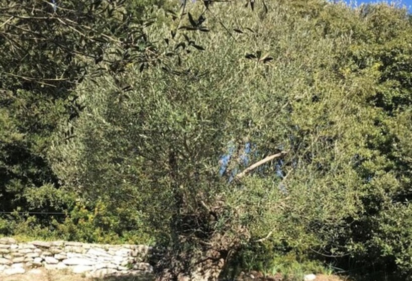 스탠다드 스튜디오 (테라스구비), Résidence Hôtelière A Trama