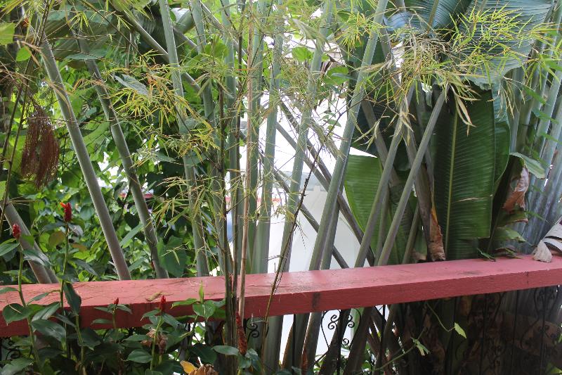 اتاق استاندارد با تخت بزرگ, Deep Forest Garden