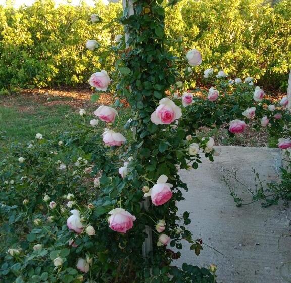 غرفة قياسية, Il Giardino Dei Tramonti