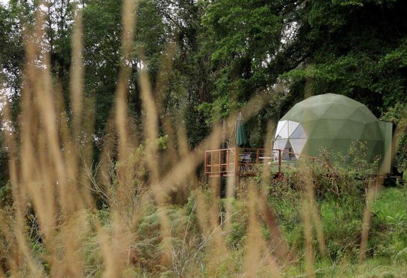 スイート, Cúspide