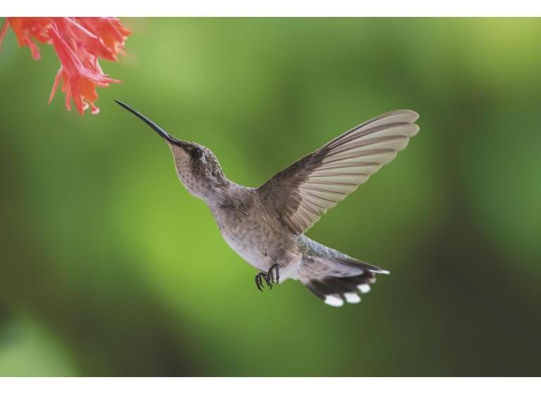 빌라 침실 1개, Azcapri Villa Boutique & Spa