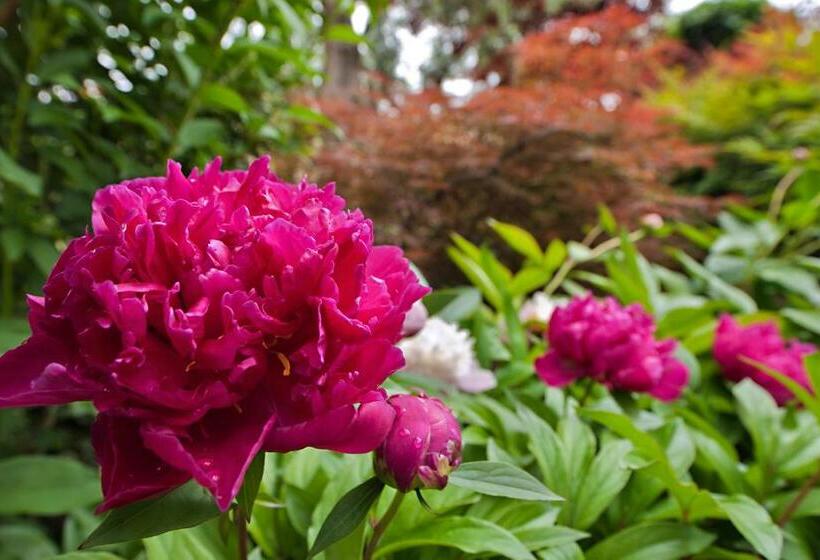 Полулюкс, Palace Hotel San Pietro