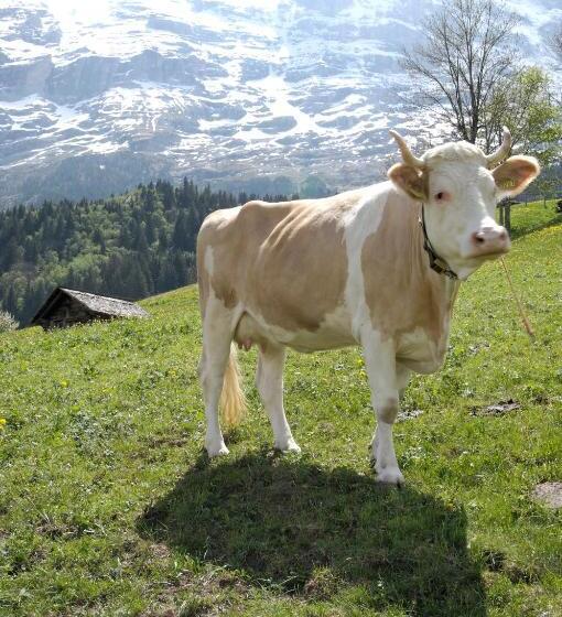 家庭间, Aspen Alpine Lifestyle