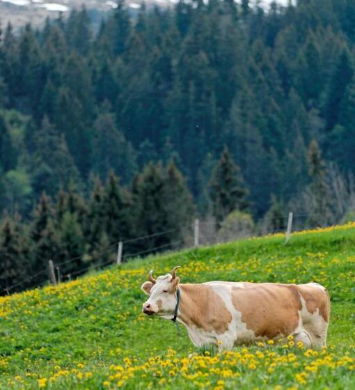 山景套房, Aspen Alpine Lifestyle