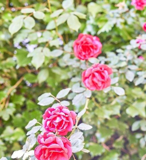 آپارتمان لوکس 1 خوابه, Villa La Gitana