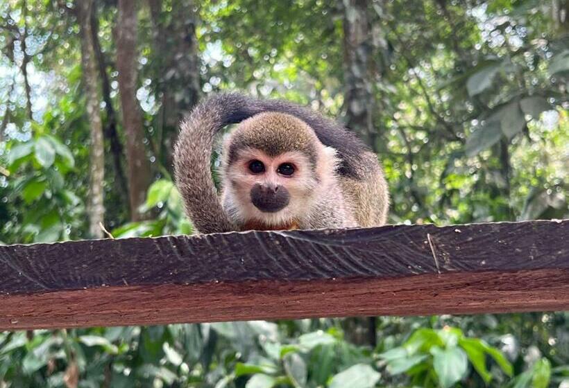 מיטה בחדר משותף, Karupa Amazonas