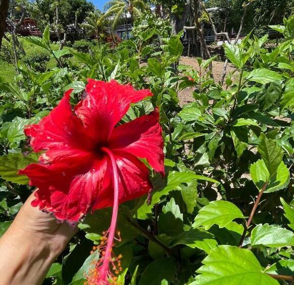 سوئیت با تخت بزرگ, And Dive Center Roatan Yacht Club