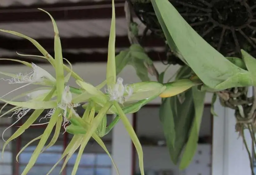 ファミリールーム, Finca Hotel Villa Clara