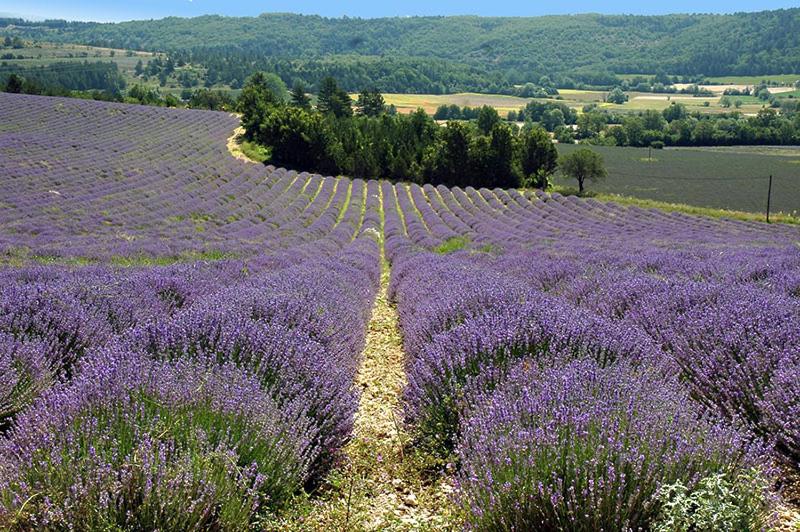 プール付き１ベッドルームヴィラ, La Bousquatière