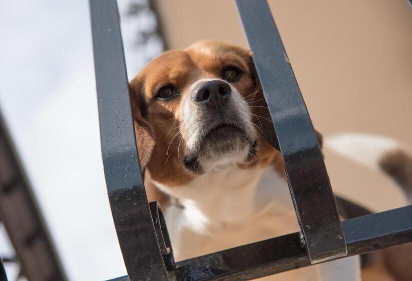 テラス付き１ベッドルームアパートメント, Residence Oleandro