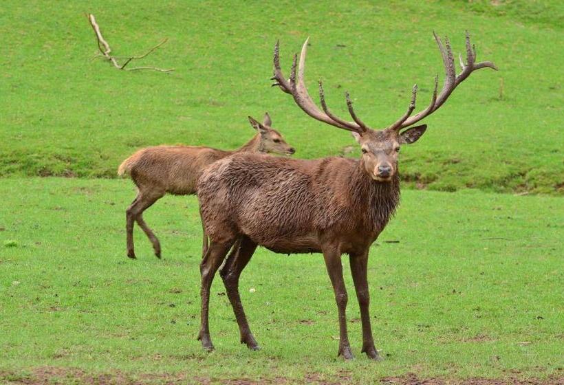 חדר קומפורט יחיד, Diamanthotel Idar Oberstein