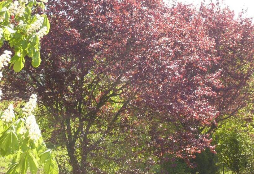 Superior Enkelrum, Scholz