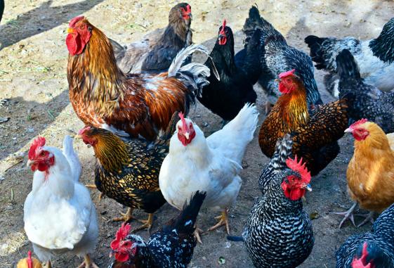 1间卧室的房子, Arrowhead Country Cabins