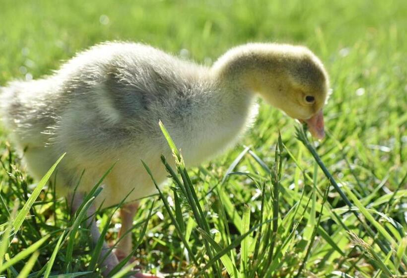 キャビン, Arrowhead Country Cabins