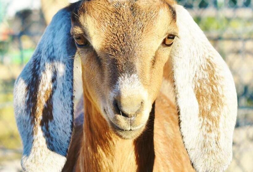 كابينة, Arrowhead Country Cabins