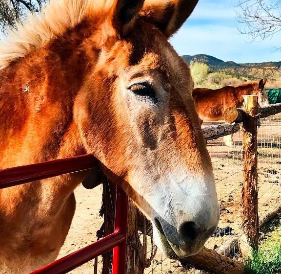 スーペリアーバンガロー, Arrowhead Country Cabins