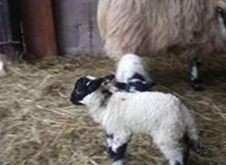 패밀리 스튜디오, Chalet Résidence La Combeauté