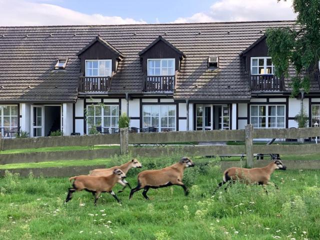 Номер Стандарт с Террасой, Landhotel Rosenhof