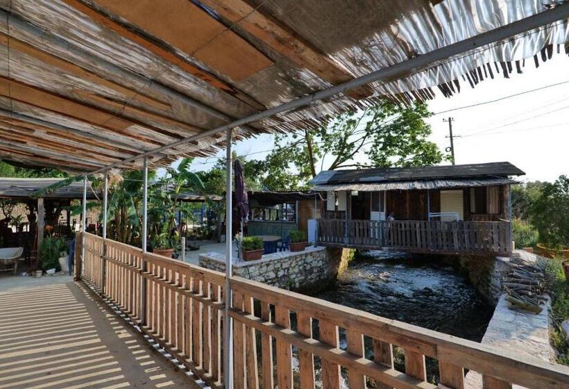 بانگلوی استاندارد, Tropikal Freskia Bunec