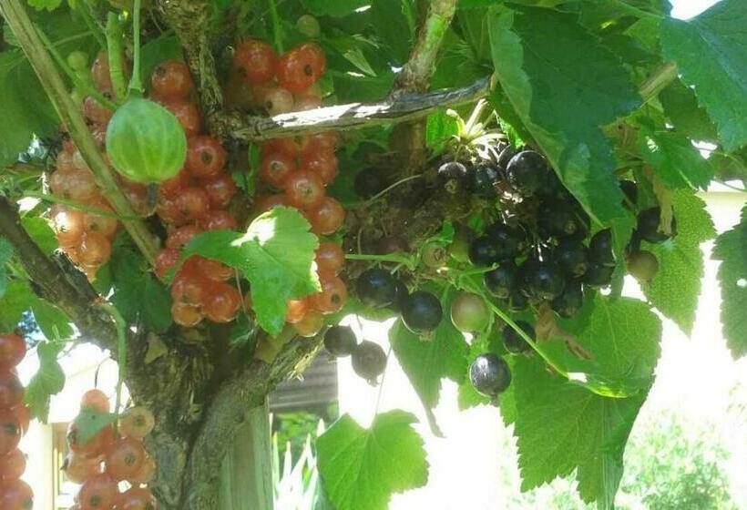 Апартаменты 1 Спальня с Террасой, Ferienwohnung Rombachs Spatzennest