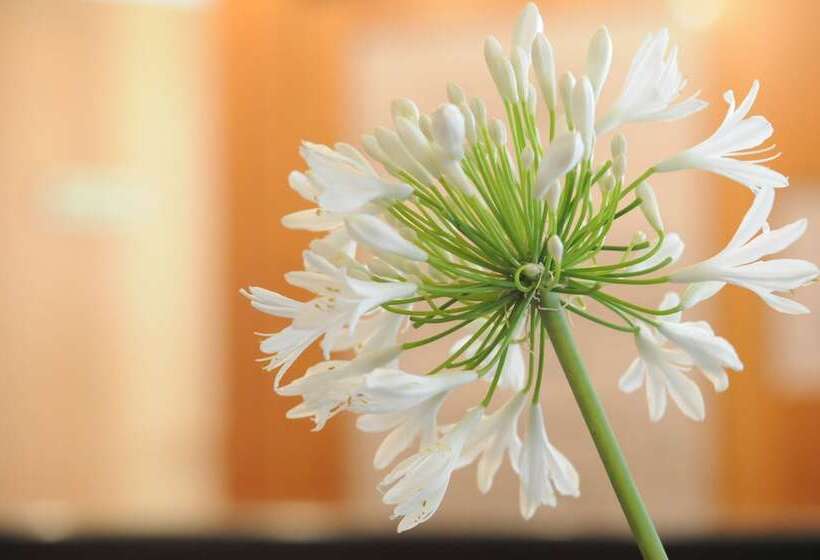 חדר יחיד בסיסי, Del Riale