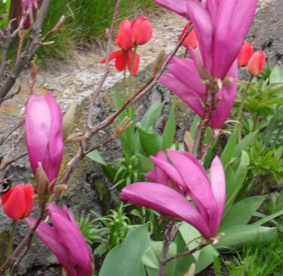 غرفة قياسية مطلّة علي الحديقة, Borimechkova Kashta