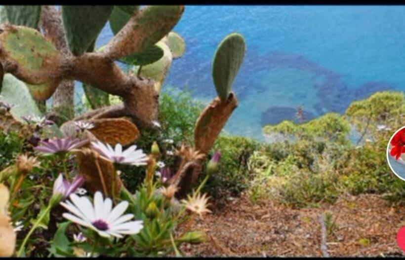 סטודיו סטנדרטי נוף לים, Rosa Dei Venti