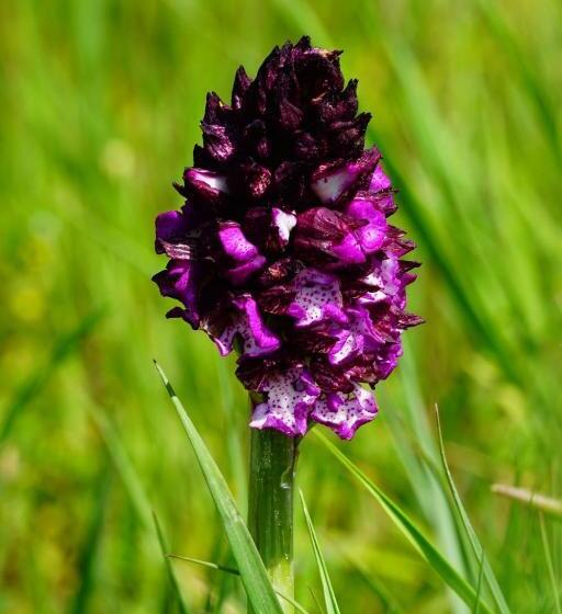 Номер Basic, Terres De Barréjat