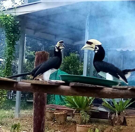 بنجلو قياسى, Eco Bungalow