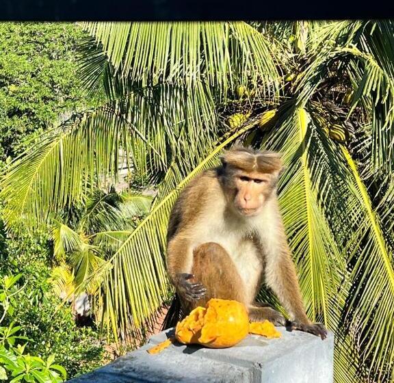 غرفة ديلوكس مطلّة علي البحر مزوَّدة بشُرفة, X Mirissa