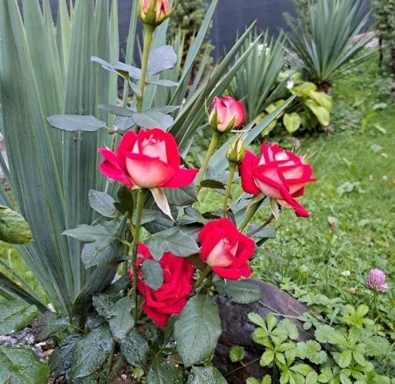 اتاق خانوادگی, Mala Farma Nani