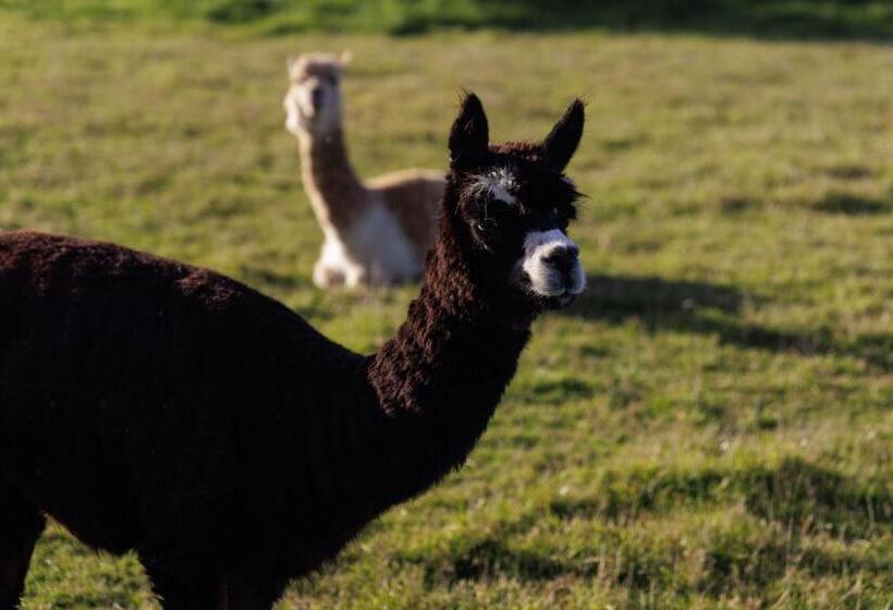 اتاق استاندارد با چشمانداز کوهستان, Luxury Container Cabin