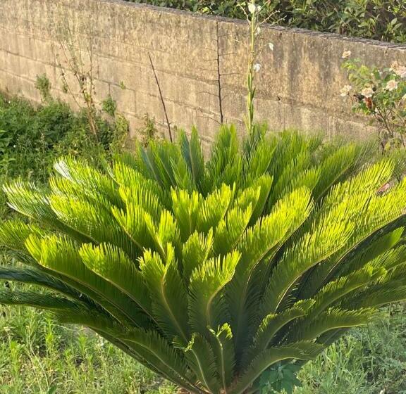 חדר סטנדרט עם טרסה, Mezzaluna Guest House