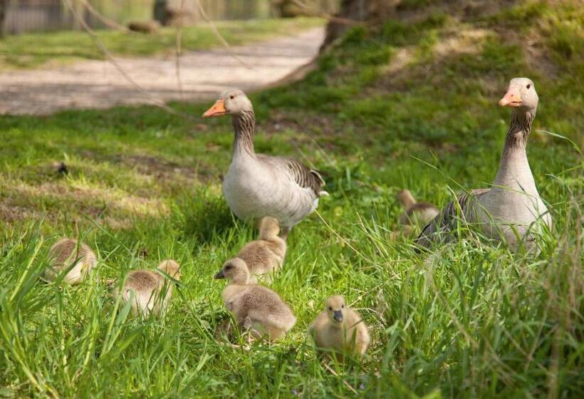 Deluxe Juniorsvit, Fitschen Am Dorfteich