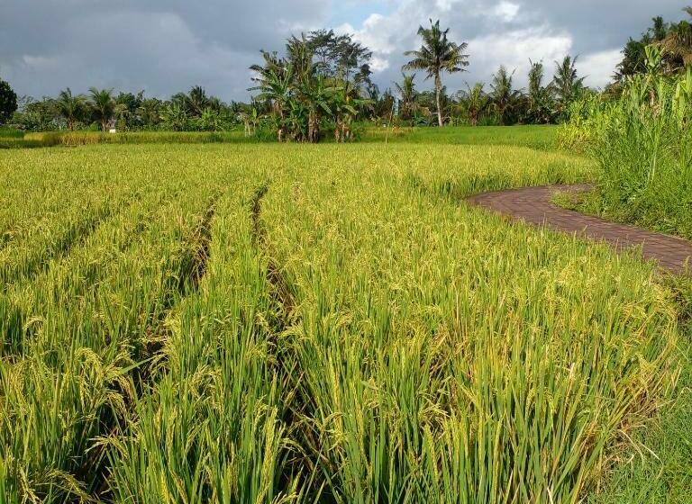 غرفة قياسية فردية, Bali Livin,tayehomestay