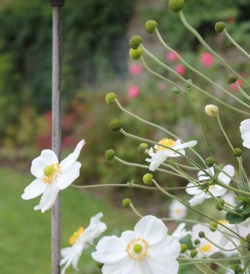 جناح مطلّ علي الحديقة, Le Chemin Du Village