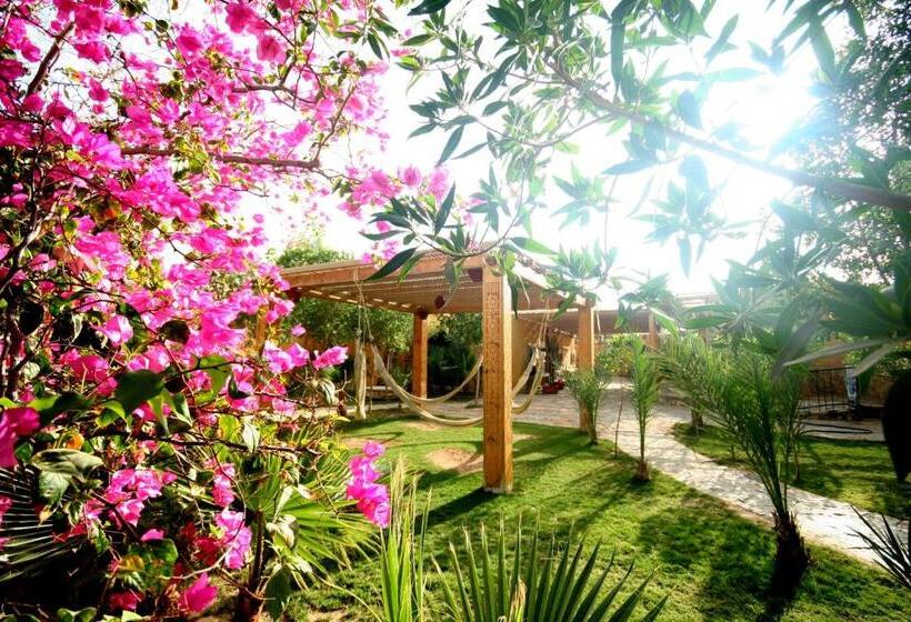 Quarto Estandar, Dive Urge