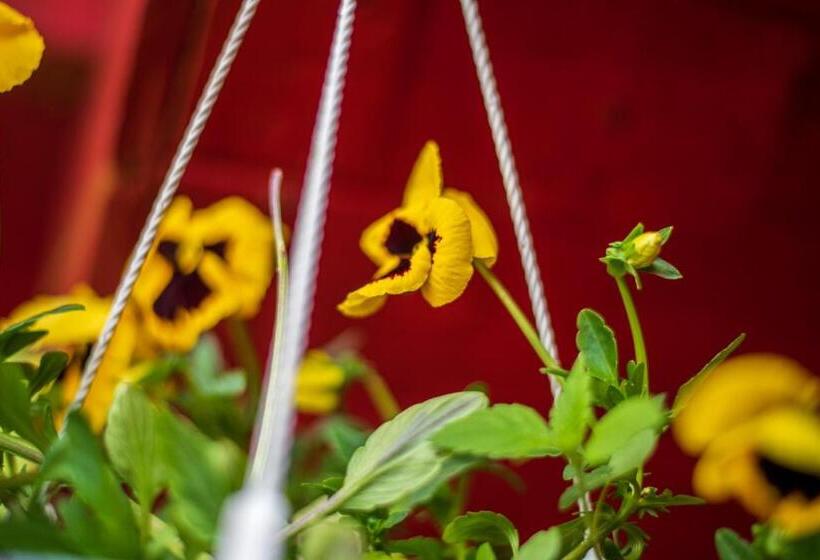 스탠다드 룸, Cabana Creț