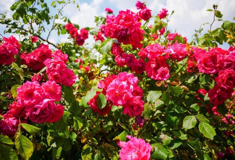 کلبه ییلاقی, Hostel W Ogrodzie