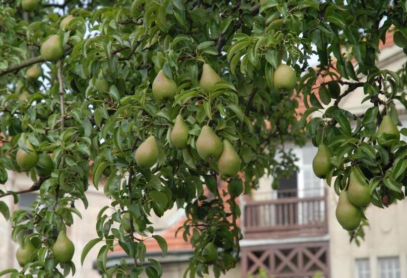 带园景的小型套房, Villa Stella Maris