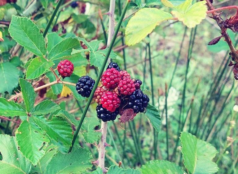 غرفة قياسية مزوَّدة بتراس, La Quercia Sul Lao Bed&breakfast