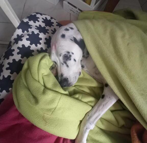 Номер Стандарт Трехместный, Landhotel Panorama