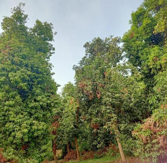 اتاق استاندارد, Mido Nubian Guesthouse