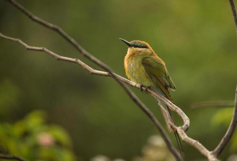 Deluxe Tent, Athgira River Camping   Udawalawe