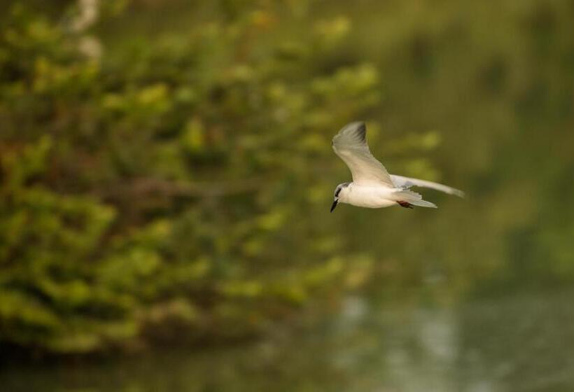 Standard Tent, Athgira River Camping   Udawalawe