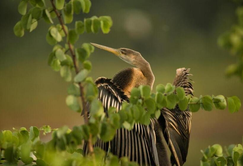 Standard Tent, Athgira River Camping   Udawalawe