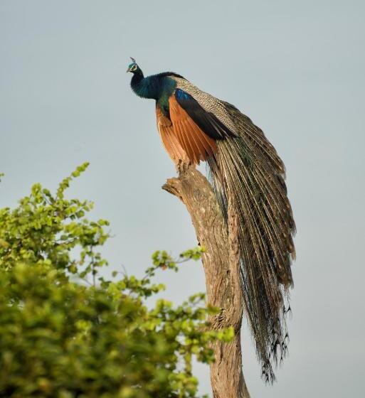 Standard Tent, Athgira River Camping   Udawalawe