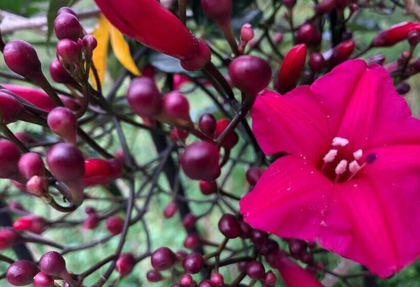 غرفة إقتصادية, Ella Gama Village Guest House