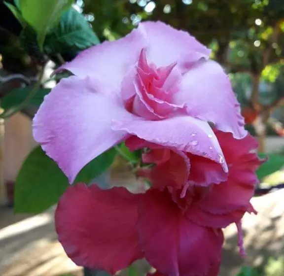 エコノミールーム, Natural Cabanas