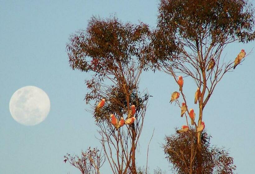 غرفة قياسية فردية, Burra Motor Inn